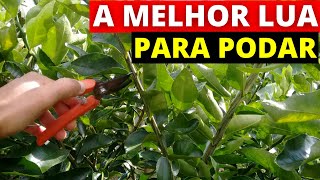 Qual a melhor lua para podar árvores frutíferas [upl. by Lalat172]