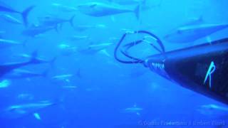 Freediver Herbert Nitsch in a Tuna Vortex [upl. by Massiw501]