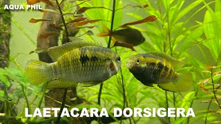 LAETACARA DORSIGERA [upl. by Araik]