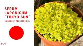 SEDUM JAPONICUM TOKYO SUN  Sedum Oro 💛 [upl. by Alacim]