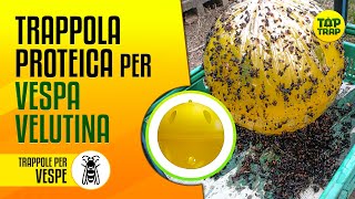 Trappola proteica per Vespa velutina  SFERA TRAP [upl. by Arutnev530]