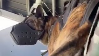 Airborne Dog Jumps From Plane With Special Forces [upl. by Adnovahs92]