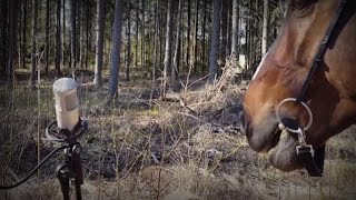 Horse Attack Sqwad  Putsaa hevoo [upl. by Cirederf]