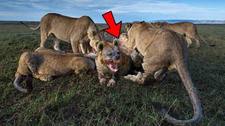 The lion hunted a pregnant hyena and ate it alive in kruger national park  latest sightings [upl. by Kincaid]