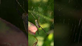 ARAÑA TEJEDORA DORADA Trichonephila clavipes – BUSCANDO FAUNA [upl. by Nnyladnarb]