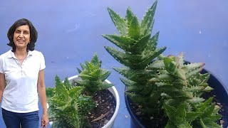 Propagating Aloe Juvenna Succulent with actual results [upl. by Enneiluj]