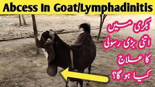 Abscess In Goat  Lymphadinitis In Goat  Dr Hafiz Nadeem Ur Rehman [upl. by Bettencourt]