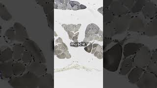 What Happens Inside a Muscle Fiber When You Move The Science Revealed aiexplainsitall [upl. by Aynod]