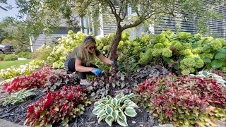 Planting Coneflower amp Trimming Hosta amp Heuchera Garden Hangout A Solar Fountain From Michelle [upl. by Renae]