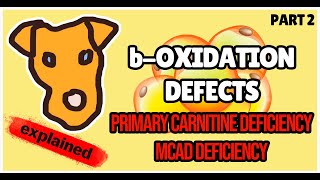 boxidation defects Primary Carnitine deficiency MCAD deficiency Biochemistry for Step 1 [upl. by Melvyn]