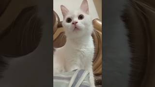 cat icecat snowwhiteleolove music song love bollywood lovesong snowcat cuteanimal [upl. by Mikkel347]