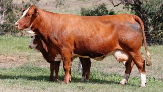 Lot 1 ZMJPL023 VC Simmentals Online Herd Reduction Sale 2024 [upl. by Lertnahs440]