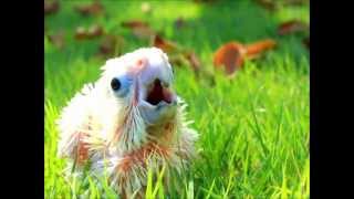 Mali the baby goffin cockatoo is a screamer [upl. by Hamirak64]