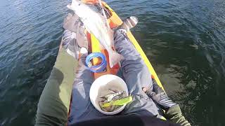 Search For A Big Salmon Weak Fish In The Shallows  Kayak Fishing Chaguaramas Trinidad Caribbean [upl. by Nnylecyoj85]