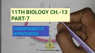 Class 11 BiologyCh13 Part7Chemiosmotic hypothesisStudy with Farru [upl. by Wil383]