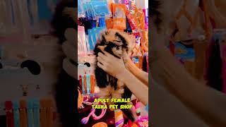 Persian cat triple coted Talha pet shop dgkhan Fsd market talhapets cat catlover petshop [upl. by Aket]