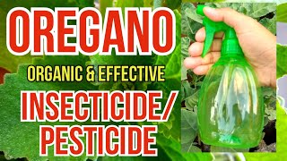 Easiest To Make Organic Insecticide  How To Make Oregano Spray  EffectiveInsecticidePesticide [upl. by Ajaj]