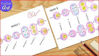 Meiosis Diagram Drawing  Cell division diagram Drawing  Labeled Science projects [upl. by Nillad]