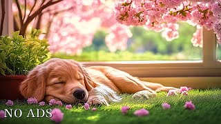 🐾 Música Relajante para Perros  Melodías Calmantes para Mascotas Ansiosas 🐶🎶 [upl. by Essyla]