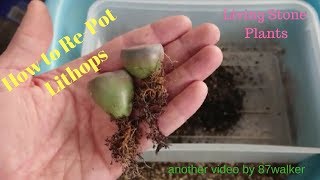 How To RePot Lithops [upl. by Kcirddot466]