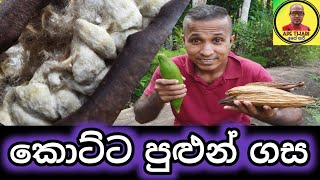 කොට්ට පුළුන් ගස  kotta pulun gasa  silk cotton tree  kapok tree [upl. by Wilen]