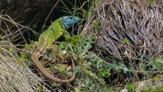 Lézard vert de Schreiber  Espagne mai 2013 [upl. by Ydualc]