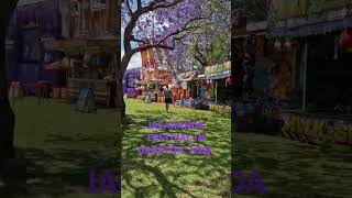 jacaranda grafton unitedstates festivals unitedkingdom newzealand nature [upl. by Con]