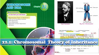 2212 History of Chromosomal theory amp Postulates  Chromosomes and DNA  XII Biology Botany [upl. by Siward]