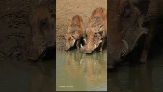 female warthog and her young drinking at a waterhole Mashatu Botswana [upl. by Eerpud891]