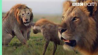 ONE HOUR of Amazing Animal Moments  BBC Earth [upl. by Nehr]