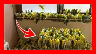 ✅ AVIARIO DE PERIQUITOS AUSTRALIANOS Y AVES EXOTICAS 🦜 [upl. by Spratt65]