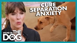 How To Cure A Dogs Separation Anxiety  Its Me Or The Dog [upl. by Heindrick]