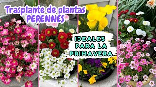 TRASPLANTE de PLANTAS PERENNES en MACETA  HAUL de PLANTAS PERENNES [upl. by Drareg132]