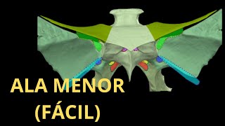 ALA MENOR DEL ESFENOIDES 3D FÁCIL [upl. by Steen]