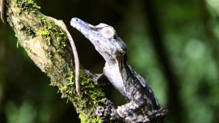 Uroplatus fimbriatus giganteus [upl. by Ddart]