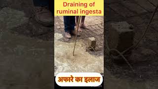 Draining of ruminal ingesta l Dr Umar Khan [upl. by Selrhc102]