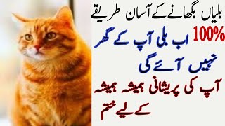 Billi bhagane ka tarika  billi ko ghar sy baghane ka tarika  ghar sy billi bhagane ka tarika [upl. by Anawed]