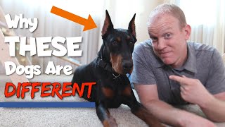 6 Ways Dobermans Are Different From Other Dogs [upl. by Negris470]