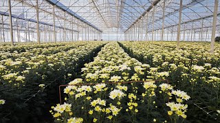 Awesome chrysanthemum planting care and harvesting [upl. by Grous]