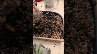 Needs Repotting Succulent plant succulents plants cactus propagation homegarden tips care [upl. by Arza]