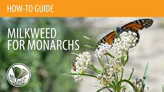 How to Plant Milkweed for Monarchs from Seed or Starter Plants [upl. by Harmonie]