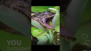 Praying Mantis vs Lizard  Voiceover [upl. by Shelagh]