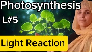 Plant physiologyL5photosynthesisLight ReactionZ scheme cyclic and non cyclic reaction [upl. by Noami]