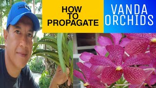 How to Propagate Vanda Orchids tips Vanda How to cut the stem of Vanda orchids [upl. by Rahm]