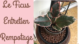 🌿Le Ficus Elastica🌿Mes conseils dentretien et rempotage 🌿 PLANTES D’INTÉRIEUR [upl. by Nosredna]