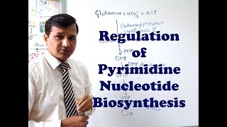 Pyrimidine Synthesis Regulation [upl. by Sitruk570]