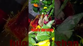 phulera ka darshan happy teej viral short  pradeepmishrasehorewale vlog upay [upl. by Maggie]