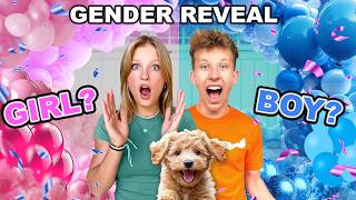 Puppy Gender Reveal So CUTE [upl. by Nelyk]