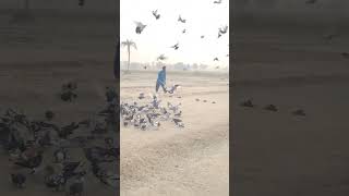 Atni Tezi Se Upar Kabotar pakara like pigeon bird subscribers [upl. by Woehick]