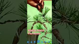 Bonsai Pinus masranna shrots bonsai bonsaitree pinebonsai bonsaicilacap [upl. by Gusty]